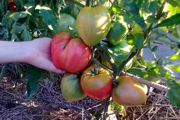 Характеристики томата вельможа