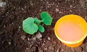 Подкормка тыквенных растений