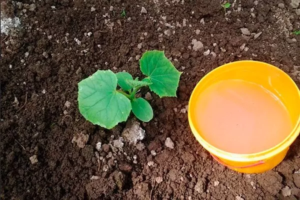 Подкормка тыквенных растений