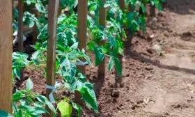 Подвязка и формирование