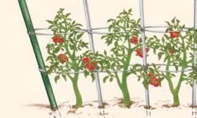 Подвязка и формирование