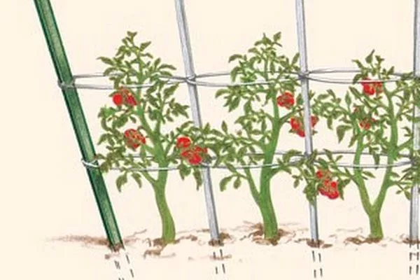 Подвязка и формирование