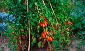 Подвязка и пасынкование