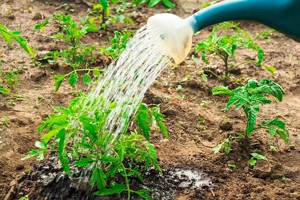 Подвязка кустов и поливы