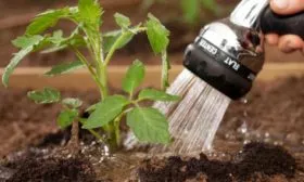 увлажнение томатов