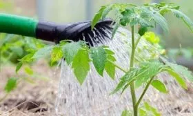 орошение томатов