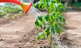 Полив и подкормка