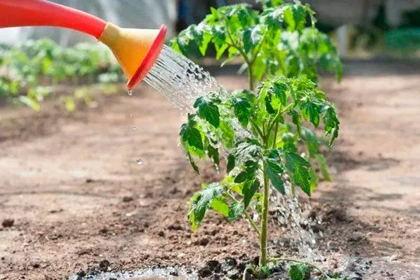 Полив и подкормка