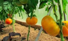 Полив и подкормка