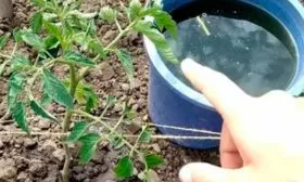 Полив и подкормки