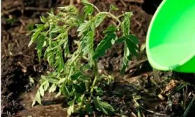 Полив и подкормки, уход за почвой