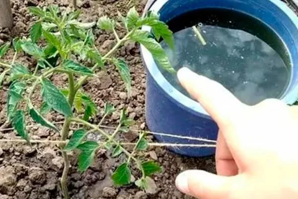 Полив и подкормки