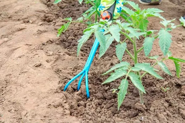 Полив и рыхление