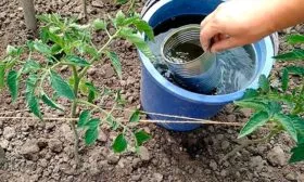 Полив и рыхление