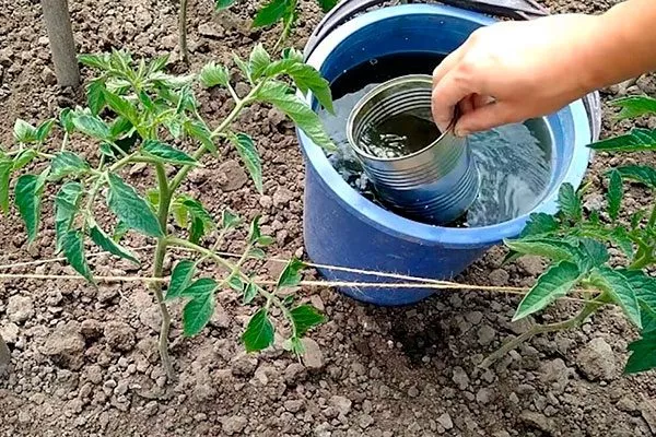 Полив и рыхление