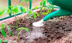 Полив и рыхление