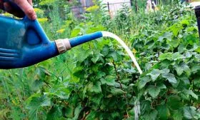 Полив смородины