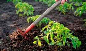 Поливы и рыхление