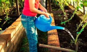 Поливы и рыхление