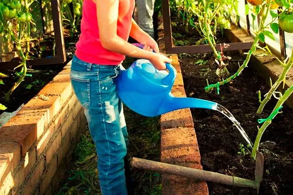 Поливы и рыхление