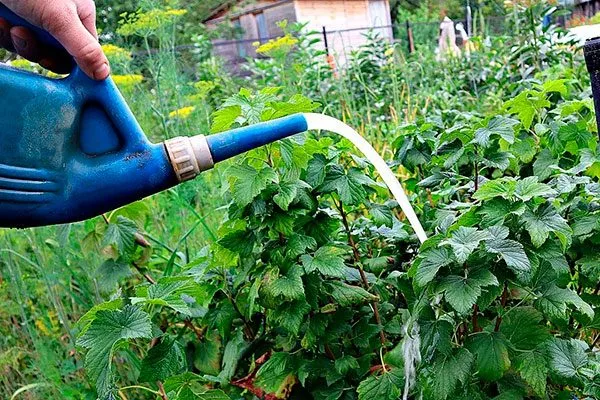 Полив смородины