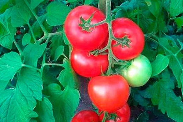 Положительные и отрицательные стороны