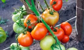 Сроки созревания