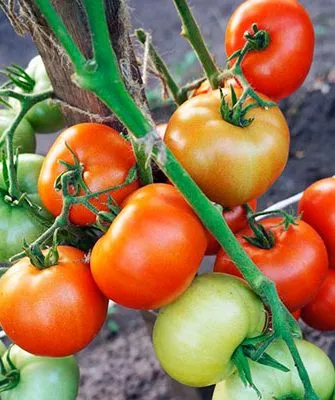 Сроки созревания