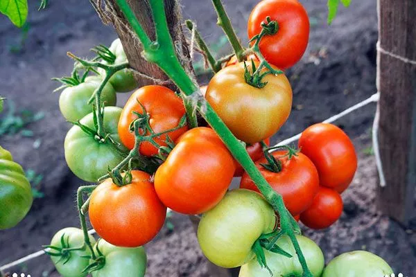 Сроки созревания