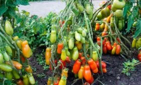 Характеристики томата Дрова