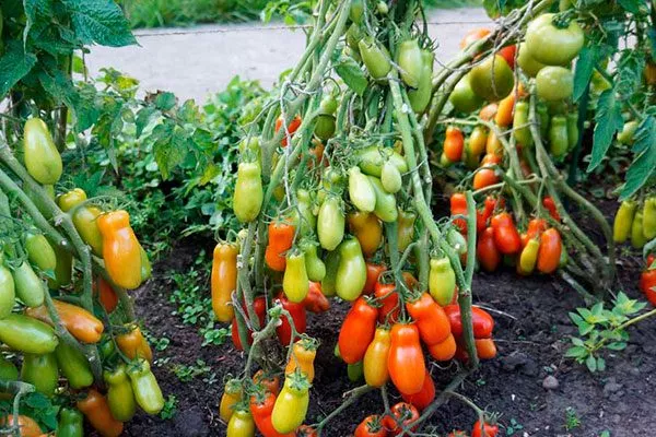 Характеристики томата Дрова