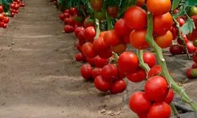 pomidory-bobkat-foto-0