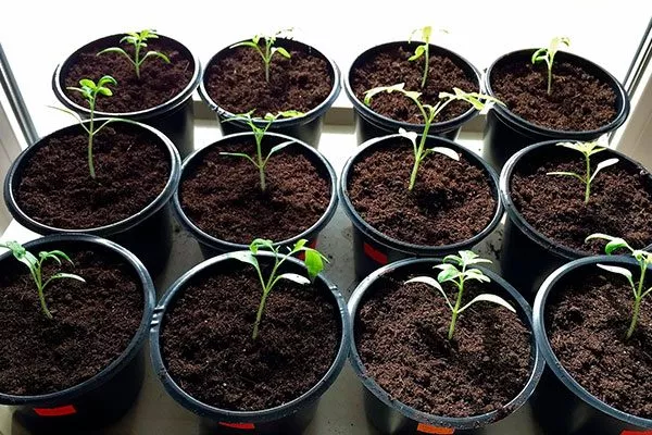 Посадка на рассаду