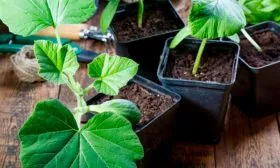 Посадка рассадой