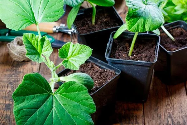 Посадка рассадой