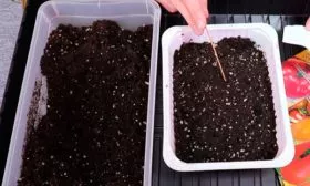 Посадка семенного материала и уход