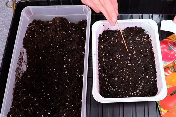 Посадка семенного материала и уход