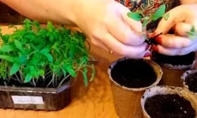 Посадка семенного материала и уход2