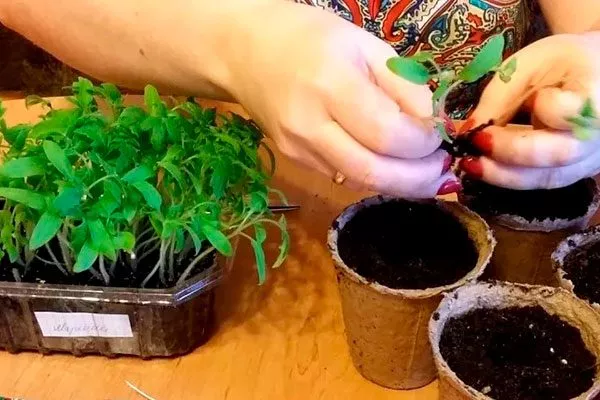 Посадка семенного материала и уход2