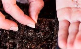 Посадка семян