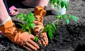 Посадка томатов на постоянное место