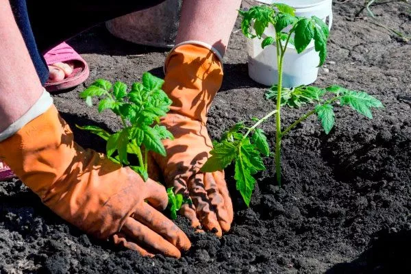 Посадка томатов на постоянное место