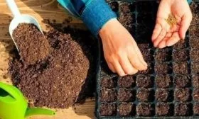 посев семян томата