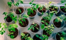 Посев и взращивание рассады