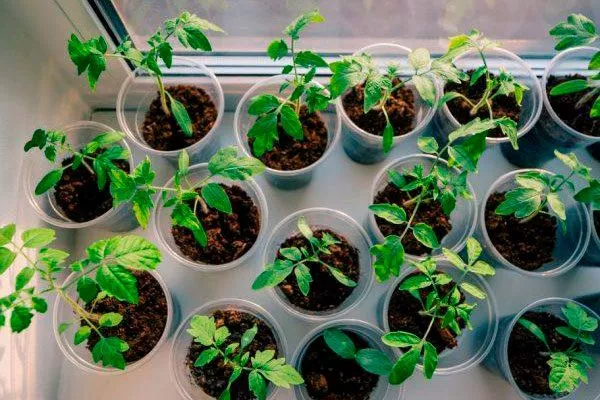 Посев и взращивание рассады