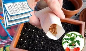 Посев на рассаду