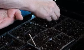 Посев рассады