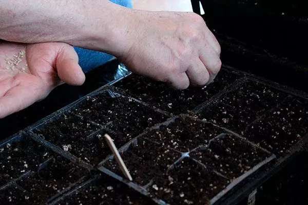 Посев рассады