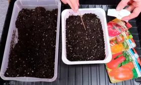 Посев семян