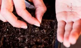 Посев семян и уход за рассадой